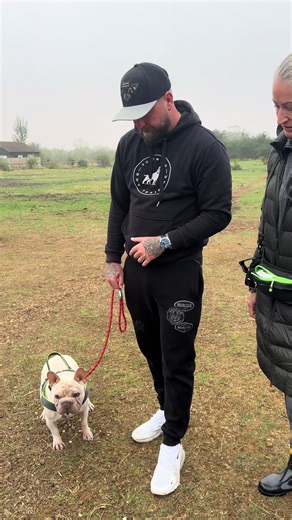 Understanding Reactive French Bulldogs During Training