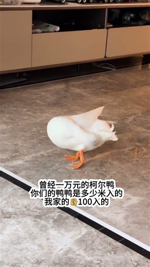 How Many Ducks Did You Get? Unveiling the Secret of Duck Breeding Success