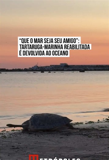 🐢 VOLTA AO MAR Uma #tartaruga-marinha foi devolvida ao oceano na Baía Flaminia, em #Pesaro, #Itália, após passar dois meses no Centro de Resgate de Tartarugas Marinhas de Riccione, conforme mostram imagens divulgadas nessa quinta-feira (23/7). A tartaruga, chamada Ulisses, foi resgatada na costa de Cesenatico, depois de ficar acidentalmente presa em uma rede de arrasto. As imagens mostram Ulisses aproximando-se ansiosamente do oceano antes de mergulhar e nadar em direção ao nascer do sol. “Que 