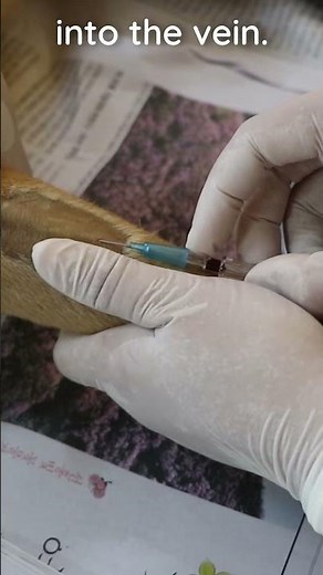 How to place an IV catheter in a dog #veterinary #clinicalskills #vetacademy #vettech #shorts #vet