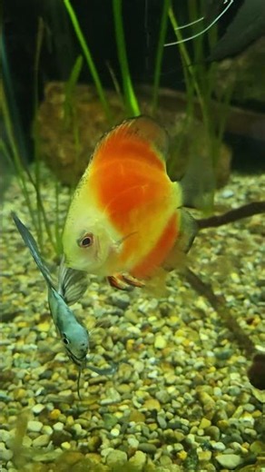 Symphysodon (discus). Calm behavior, bright colors, discus are popular as freshwater aquarium fish.