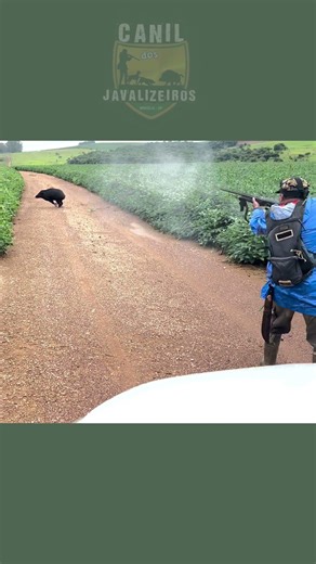 Javali na pulada da soja