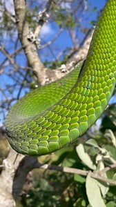9.2K views · 123 reactions | GREEN MAMBA. Arguably the most beautiful...