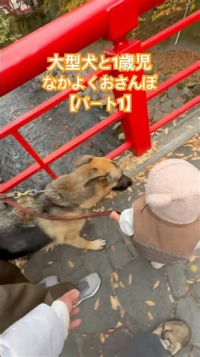 【大型犬】シェパードと1歳児のお散歩〜パート1〜 #大型犬 #大型犬のいる生活 #シェパード #ジャーマンシェパード #1歳児 #犬との暮らし #犬と子供