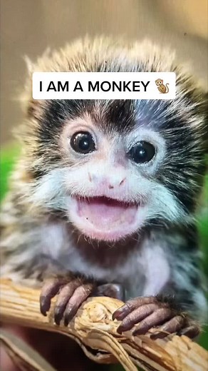 Catchy Monkey Theme Song - Let's Dance in the Jungle!