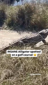247K views · 2.1K reactions | What’s your move if you see this on the golf course?!  | CBS Sports | Facebook