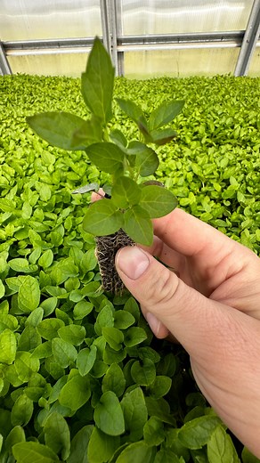 Did you know every inch of our fields is weeded by hand? No shortcuts, no chemicals—just good old-fashioned hard work. As an organic and biodynamic farm, we never use pesticides, herbicides, or synthetic sprays. It means long days under the sun, pulling weeds one by one. But it’s worth it—for the health of the soil, the purity of our crops, and the balance of the ecosystem we’re proud to protect. We’ll always go the extra mile to keep our herbs as pure and natural as nature intended. #oregonswil