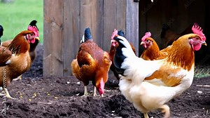 Chickens foraging in a rustic farm setting during a sunny day