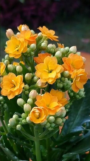 Kalanchoe and Calandiva easy and simple tips #kalanchoe #plants #succulents