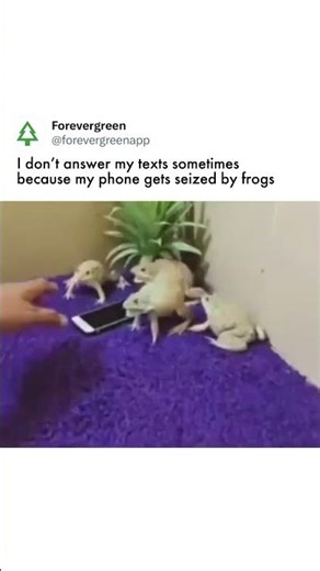 Why Are These Frogs Guarding a Phone?