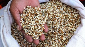 Sprouting grains for livestock feed