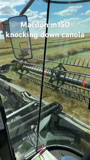 Cutting down canola with the macdon swather