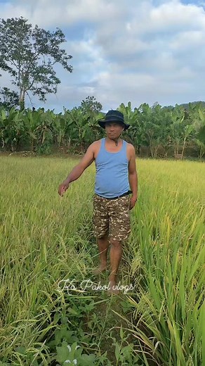 25K views · 686 reactions | Madali nalang ma harvest palay ko mga ka pakol. #dancemoves #kapakolvlogs #highlight | Ka Pakol Vlogs | Facebook