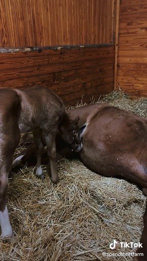 Because, foals #foaltok #LinkBudsNeverOff #OREOBdayStack #horsetok #horses