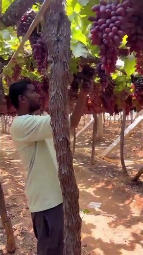 harvest time #agriculture #farmingtips #gardening