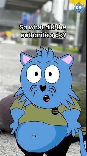 Why do birds keep flying into HDB windows?