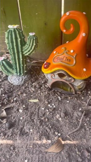 My toad garden￼￼