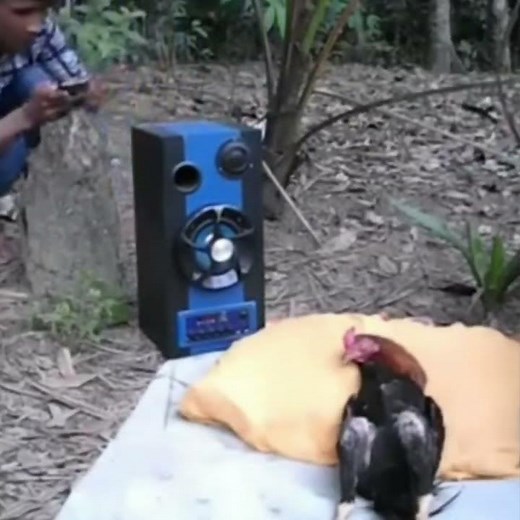 Chicken interrupted in sleep - bad ending (joke video) #joke #memes
