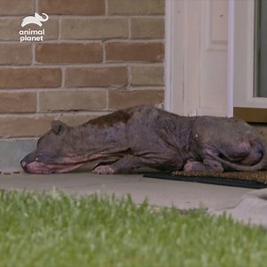 This poor pup looks more like an alien than an actual dog. #PitBullsandParolees | Animal Planet