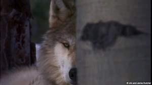 Meet Jim and Jamie Dutcher, the dedicated filmmakers behind the Sawtooth Pack project. Learn about their work living on the edge of Idaho's Sawtooth Wilderness from 1990 to 1996, capturing the never before seen lives, behavior, and family bonds of a wolf pack. | Living with Wolves