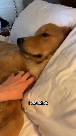 Why even have a dog if you won't cuddle with them in bed?! | Skylar the Golden Retriever
