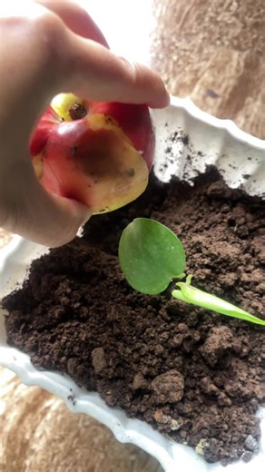 Grow Indoor Plants at Home: Essential Tips and Tricks