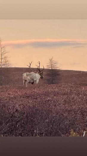 Red Indian Lake Outfitting & Tours on Reels