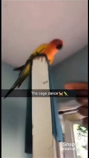 cage dance