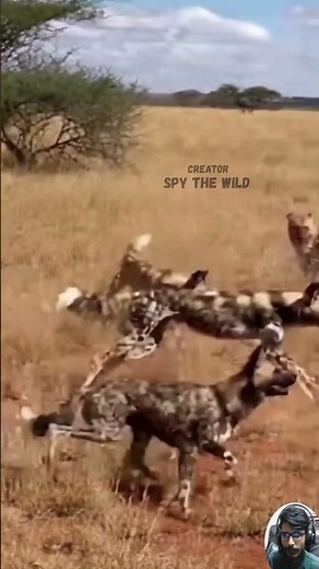 Cheetah Strikes at Full Speed, But Wild Dogs Fight Back to Save Their Teammate — Who Will Survive
