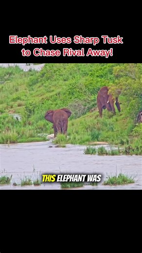 Elephant Uses Tusk to Chase Rival in Wildlife Encounter
