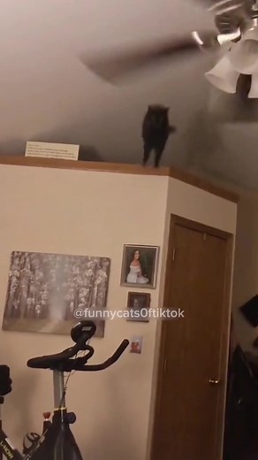 Hilarious Cat Fall Compilation | Funny Cat Videos