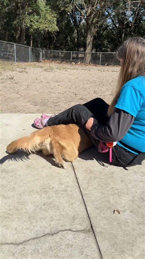 Under legs to raise them - service dog task training