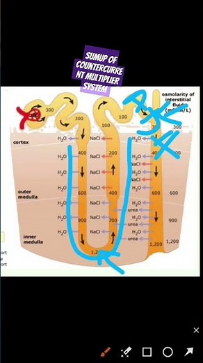 Summary of the countercurrent multiplier system of Loop of Henle!!