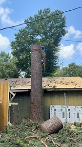 2.7K reactions · 58 shares | Derribo de pino # #treeservice #climbing #roperunervertc #treeservice #experttreeservices #viralpost2025シ #safetyfirst #trbajadordelarbol #treeworker #arborists #treelife #safetyfirst | Carlos Villanueva | Facebook