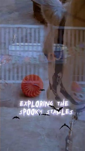Halloween Horse Training 🎃 | Reward-Based Curiosity & Confidence with Penny