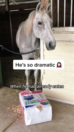 A Day Inside a Horses Brain #horse #pets