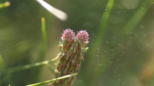 How wind, rain and temperature fuel your allergy season