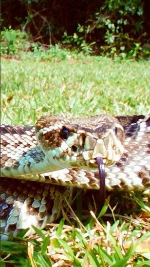What to do if your child is bitten by a rattlesnake