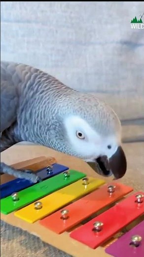 The Genius Parrot That Solved Puzzles Smarter Than a Child | Mind-Blowing Intelligence
