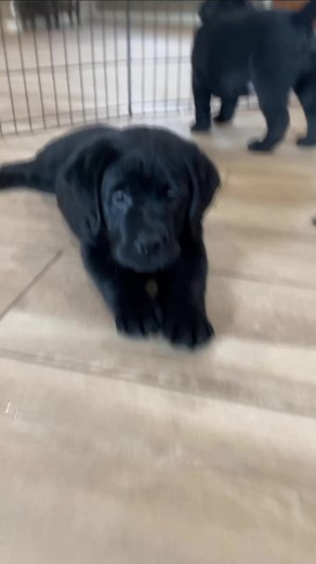 He was ready 🐾🤣🥰 | Life With Labradors