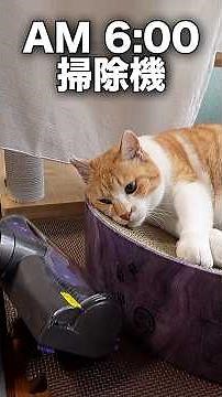 人気投票3年連続１位の猫の現実#元野良猫チャチャ #猫武将 #ねこ #ネコ #cat