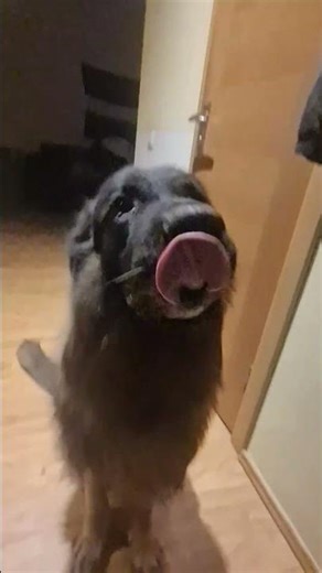 You Can’t Fake This Love… German Shepherd Reaction After Work 🥹🐕