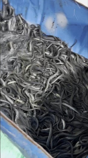 Inside an Eel Farm: How Live Eels are Packed for Transport 👀