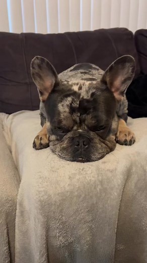 Best Food for French Bulldogs: What to Feed Your Frenchie