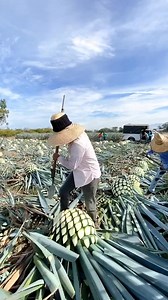 17K views · 65 reactions | Agave harvesting in Mexico. | Reality Gist | Facebook