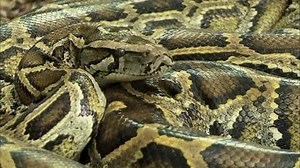 Watch Swamp Wars Season 2 Episode 1 - A Python Ate My Pet