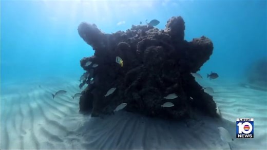 Early stages of new artificial coral reef project proving successful: ‘The fish are coming back’