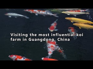 Visiting the most influential koi farm in Guangdong China