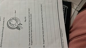 Fig 2.2 shows a section through a tomato fruit.i) The seeds i... | Filo