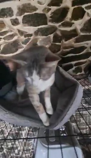 Nos chats de plus d'un an à l'adoption ( de 1 an) ! 😻😻😻😻😻 D'avance merci pour vos partages ! 😻😻😻😻 MENTHE Accueillie chez nous le 12 janvier 2024 Femelle, née en 2021. Entente avec les chats : oui. Entente avec les petits chiens : inconnue. Entente avec les grands chiens : inconnue. Entente avec les enfants : inconnue. Propre : oui. Au Refuge à Seneffe. Menthe est une gentille chatte au beau pelage gris-beige et aux magnifiques yeux verts. Elle aime les câlins et, une fois en confiance, 